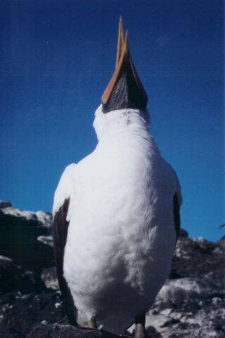 Galapagos Insel