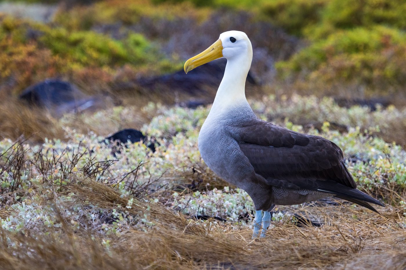 Albatros